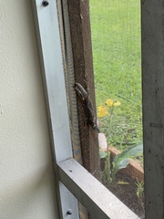 Leiocephalus carinatus