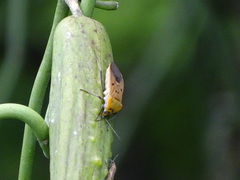 Microspilus proximus