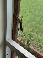 Leiocephalus carinatus