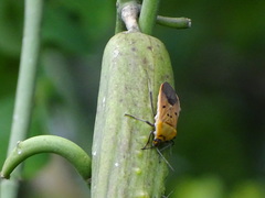 Microspilus proximus