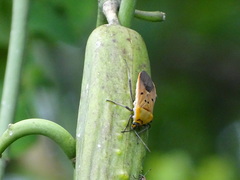 Microspilus proximus