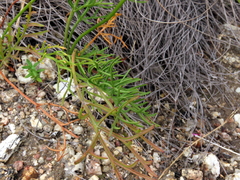Pelargonium longifolium