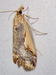Loxostege albiceralis
