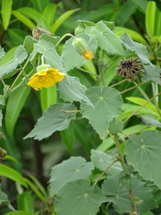 Abutilon grandiflorum