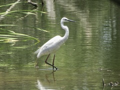 Ardea alba