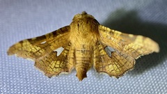 Dysodia granulata