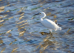 Egretta thula