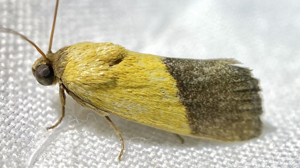 Ponometia bicolorata