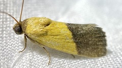 Ponometia bicolorata