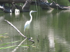 Ardea alba
