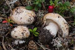 Phlegmacium areni-silvae