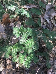 Taxus canadensis