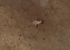 Pseudacris