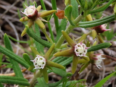 Aspidoglossum heterophyllum