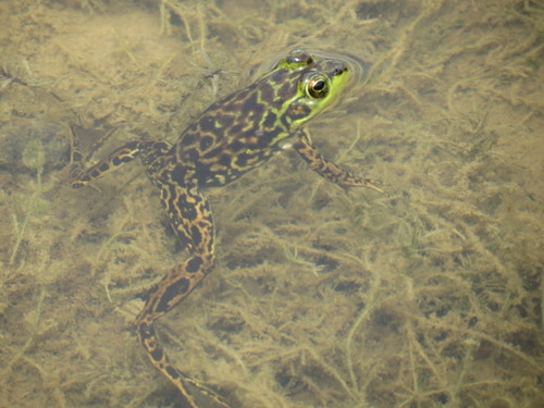 Lithobates septentrionalis