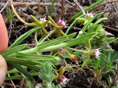 Aspidoglossum heterophyllum