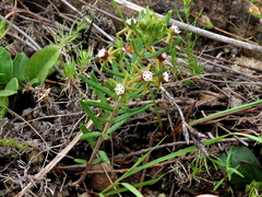 Aspidoglossum heterophyllum