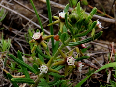 Aspidoglossum heterophyllum