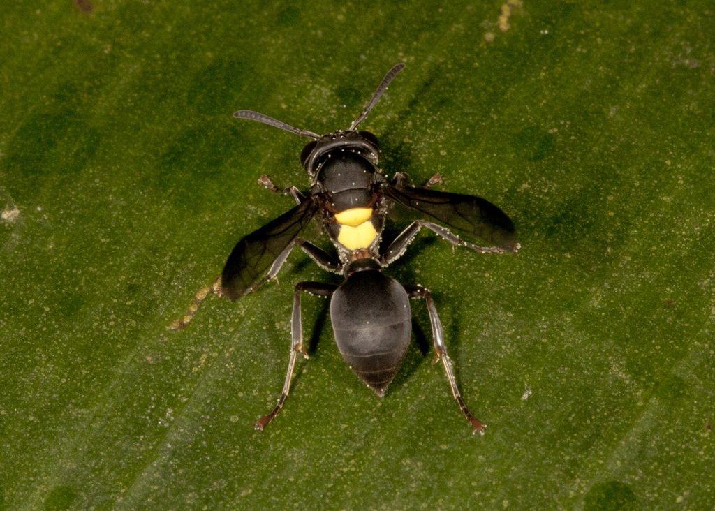 Polybia barbouri