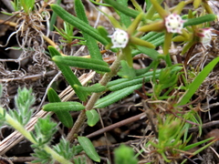 Aspidoglossum heterophyllum