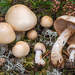 Cortinarius leucophanes - Photo (c) Federico Calledda, some rights reserved (CC BY-NC), uploaded by Federico Calledda