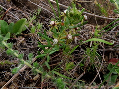 Aspidoglossum heterophyllum