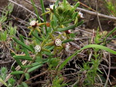 Aspidoglossum heterophyllum