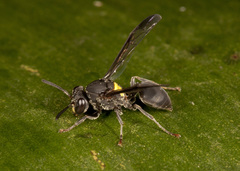 Polybia barbouri