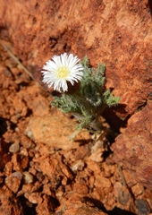 Ixiochlamys cuneifolia