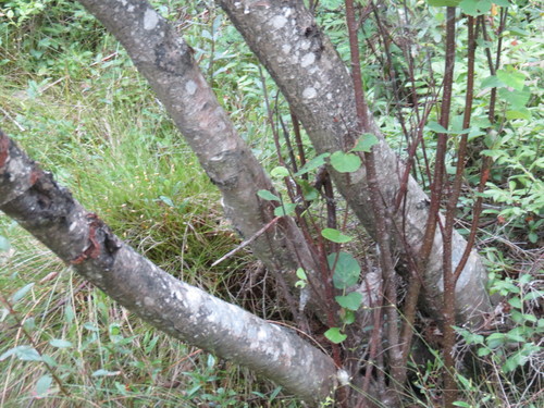 Papier-Birke (Betula papyrifera): Herkunft und Verwendung — Foto 1