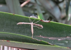 Emmelina monodactyla