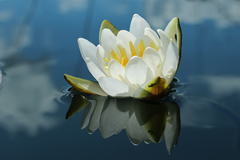 Nymphaea candida