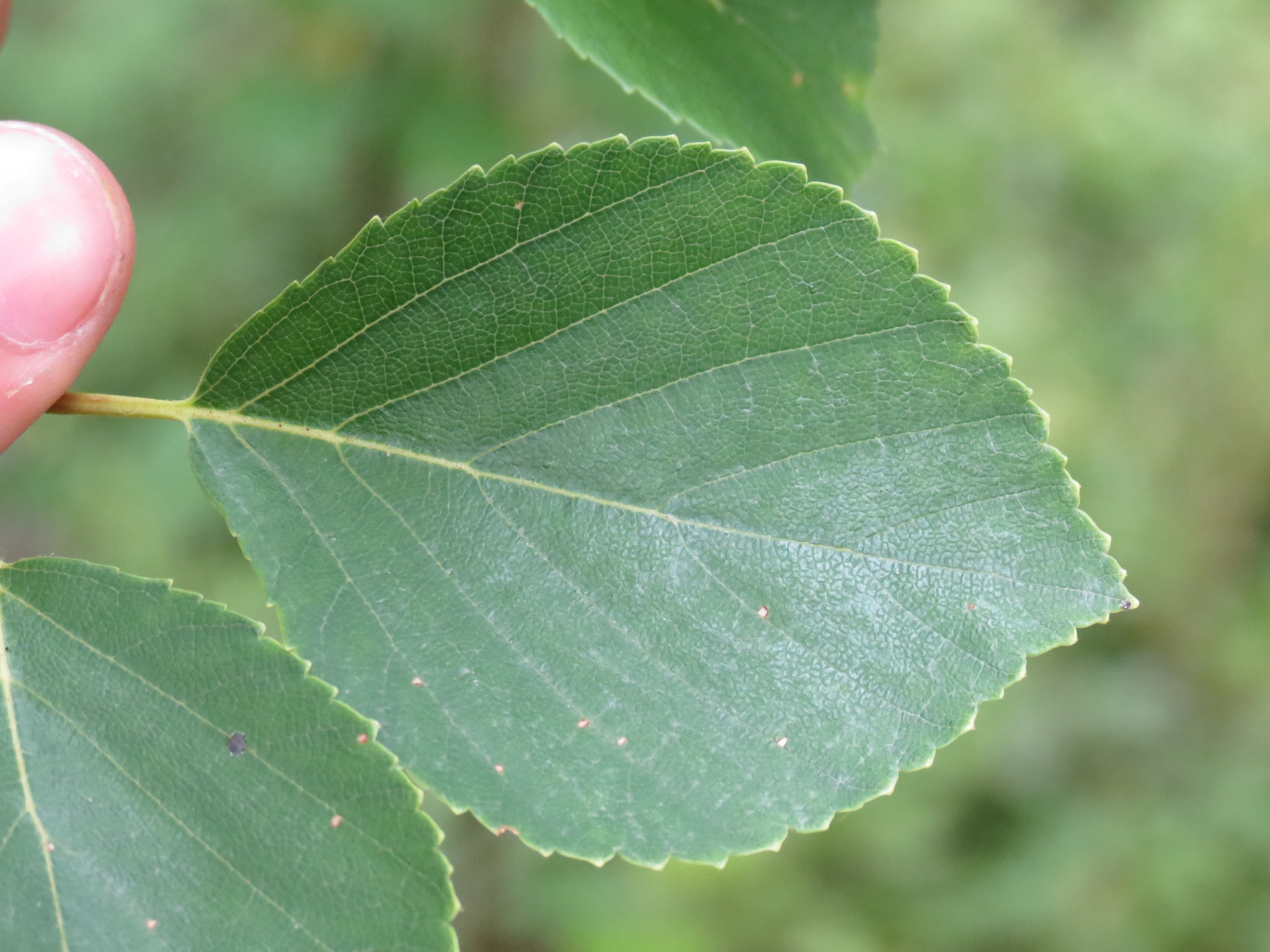 Betula X sandbergii