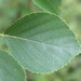 Betula × sandbergii - Photo ללא זכויות יוצרים, הועלה על ידי Reuven Martin