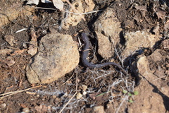 Plethodon dorsalis