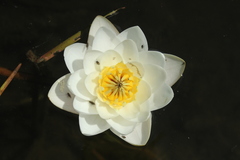 Nymphaea candida