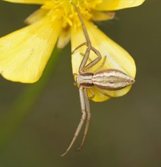 Runcinia acuminata