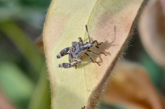 Merocoris