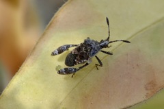 Merocoris