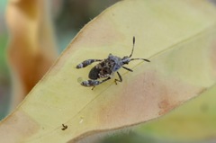 Merocoris