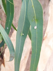 Glycaspis brimblecombei