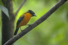 Anisognathus notabilis