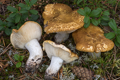 Tricholoma apium