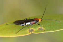 Callibracon capitator