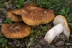 Tricholoma apium