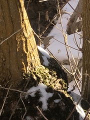 Certhia americana