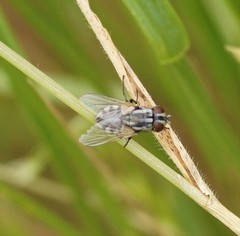 Musca vetustissima