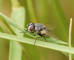 Musca vetustissima