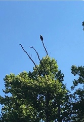 Haliaeetus