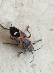 Lygaeus kalmii kalmii